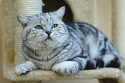 BRITISH SHORTHAIR 034